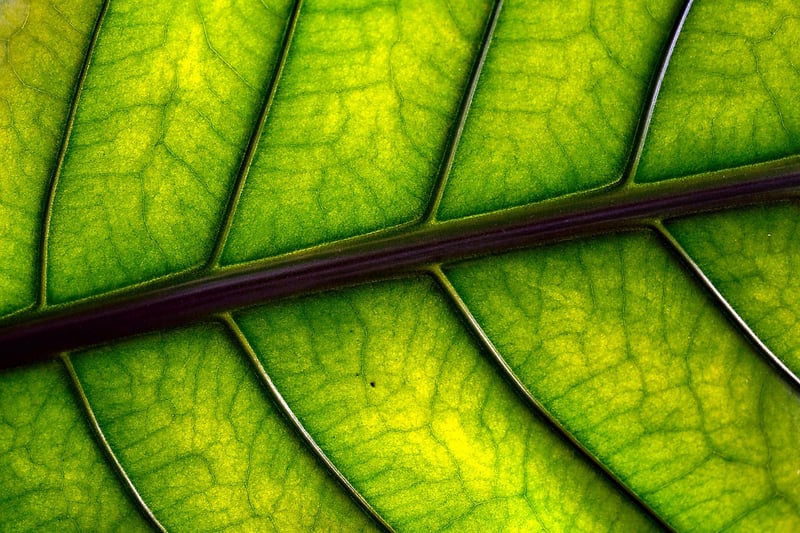 Lush Leaves