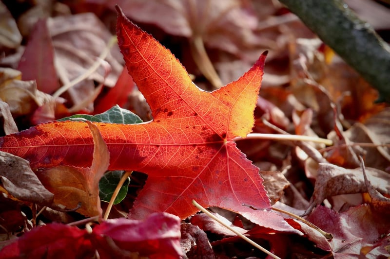 Sculpted Foliage